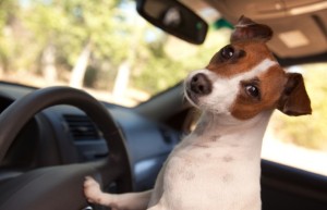safety-tips, injuries-from-car-accidents, dog-safety, whiplash-injury